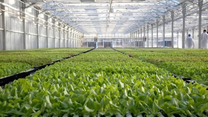 Rows of lettuce in a greenhouse