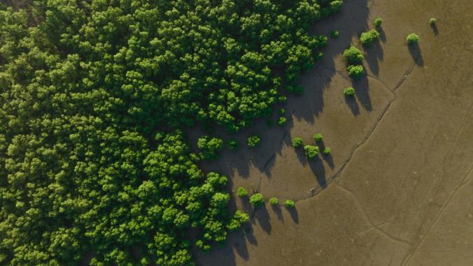 Aerial view of a mangrove forest.