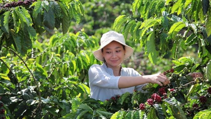 Person picking coffee cherries