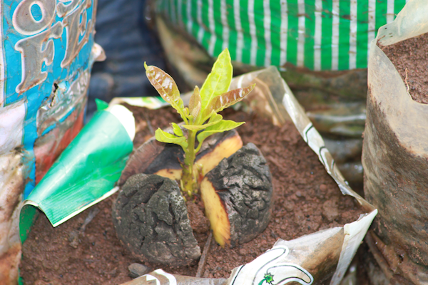 Seedling from a community reforestation project in East Africa